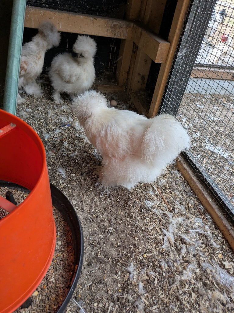 Zijdehoenhaan, Dieren en Toebehoren, Mannelijk, Kip