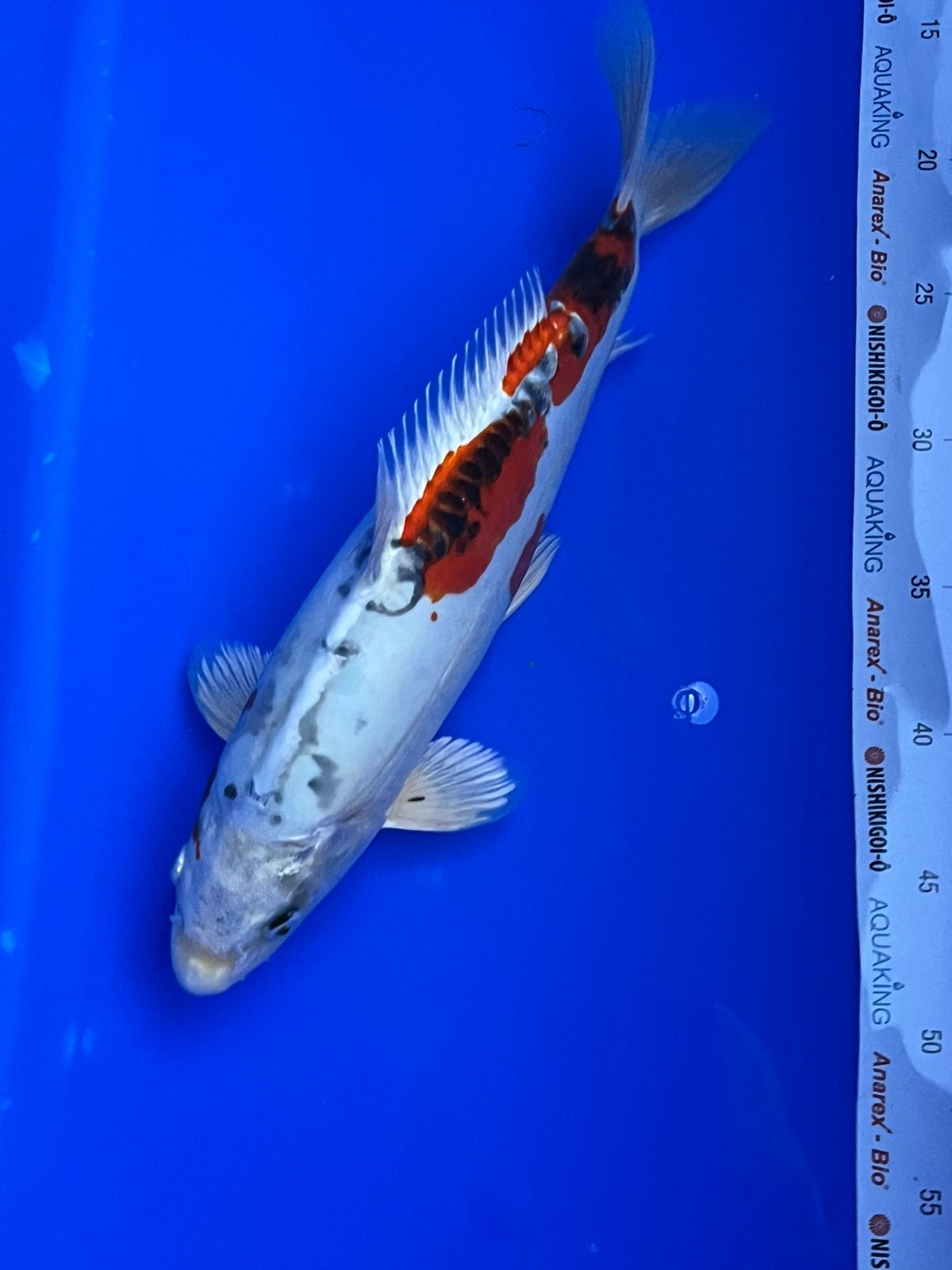 Doitsu Kujaku, Dieren en Toebehoren, Karper of Koi