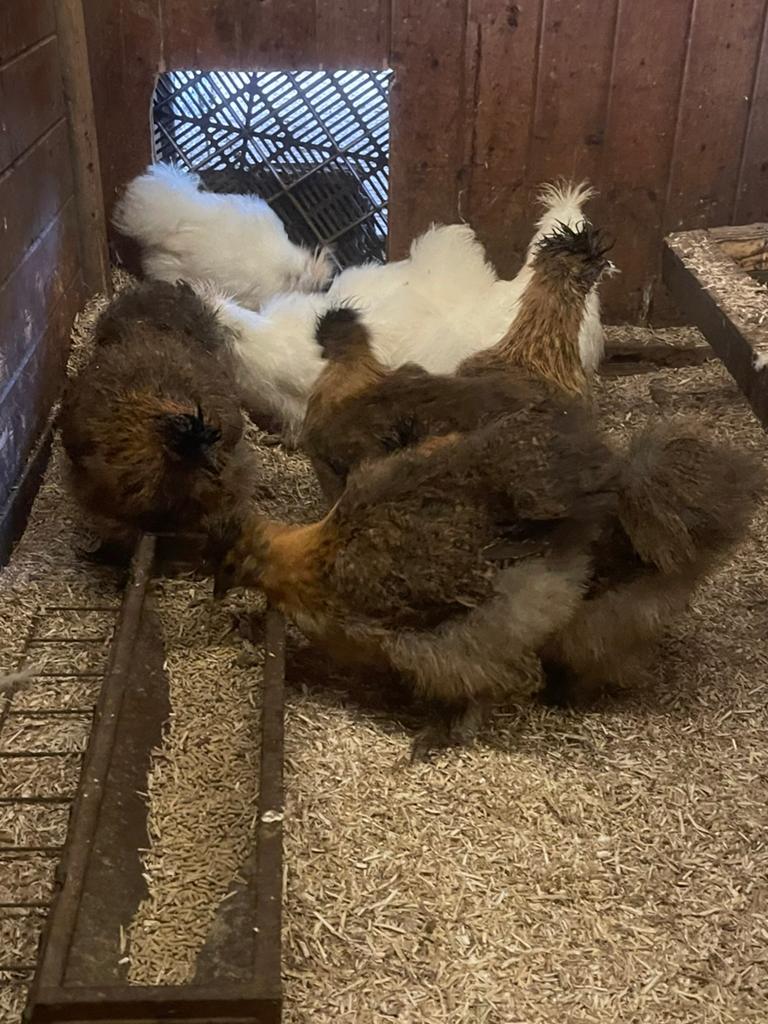 Verschillende Soorten Hennen Cochin, Wyandotte, Barnevelder, Dieren en Toebehoren, Pluimvee, Vrouwelijk, Kip