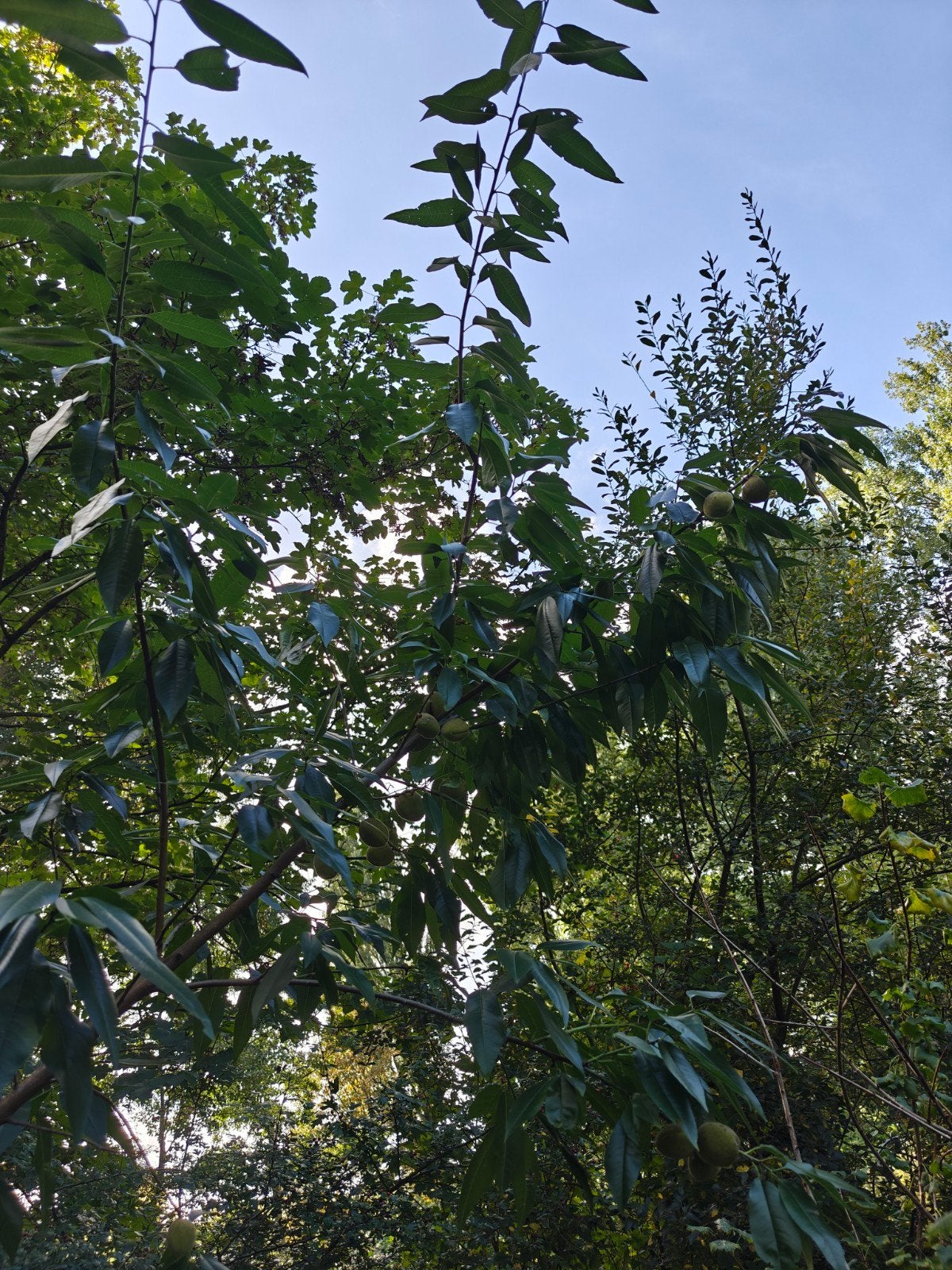 Amandel boom 4m, Ophalen, Volle zon, Overige soorten, 400 cm of meer