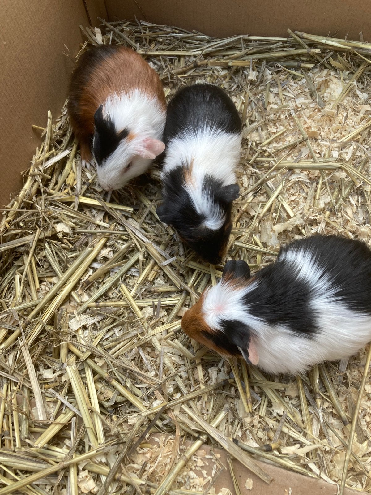 Cavia’s, April, Mannelijk, Cavia
