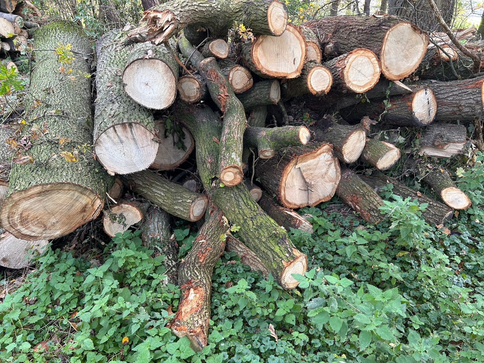 Eik stammen haardhout, Ophalen, Stammen