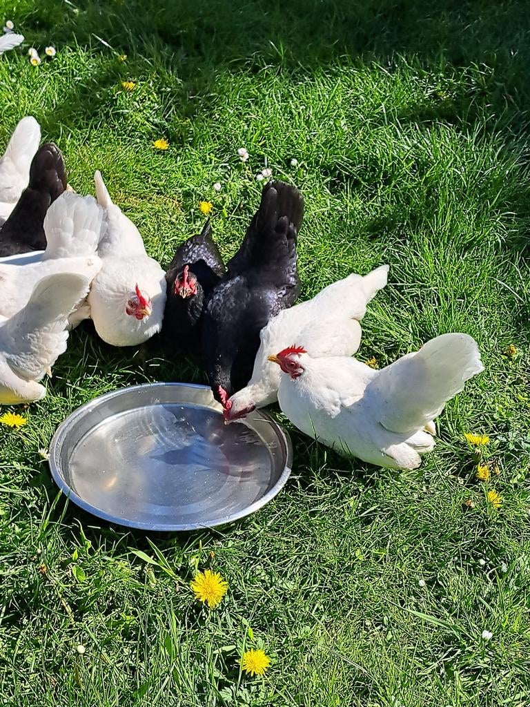 Serama, Dieren en Toebehoren, Pluimvee, Meerdere dieren, Kip