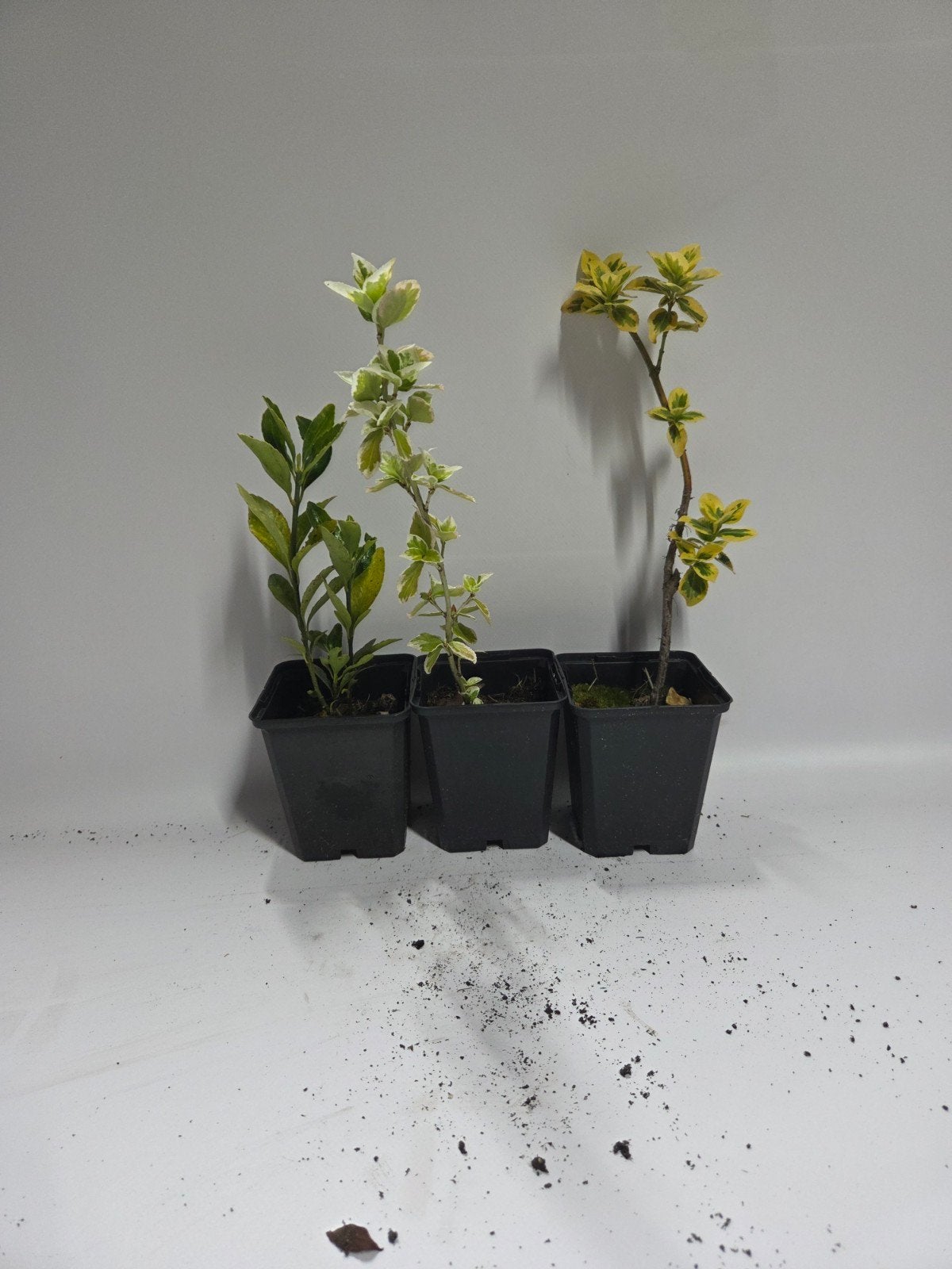 Euonymus te koop, Ophalen, Vaste plant, Overige soorten, Volle zon