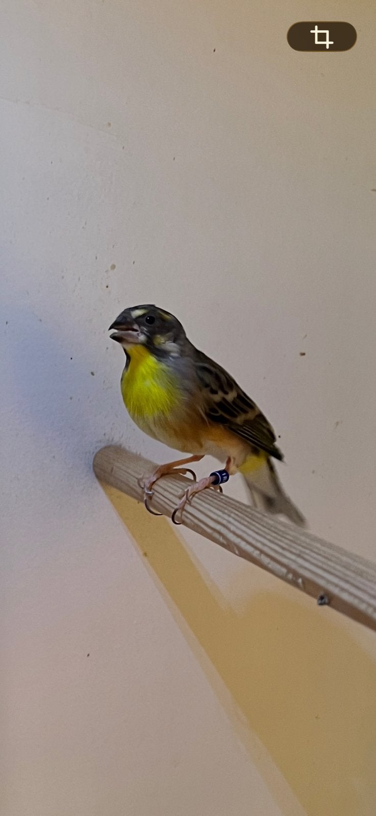Citroenborst Edelzanger man, Meerdere dieren, Tropenvogel, Geringd