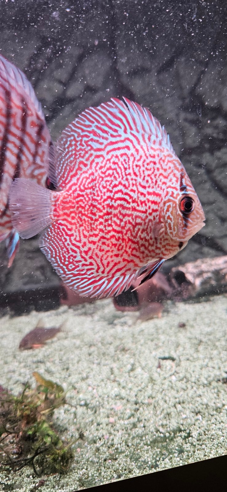 Leopard red discus, Vis
