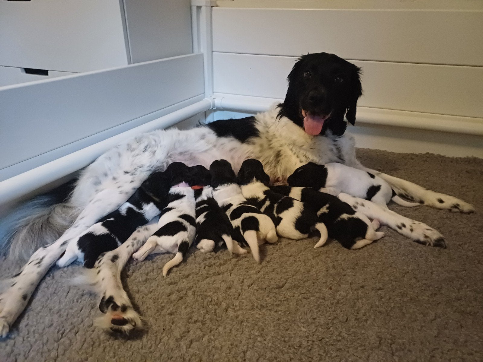 Friese Stabij puppy's (België), België, Particulier, 8 tot 15 weken, Meerdere