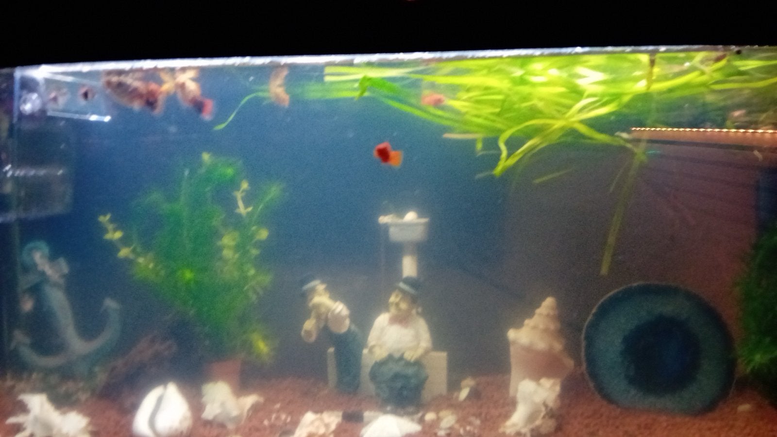 Te Koop 80 bij 30 cm, Dieren en Toebehoren, Ophalen