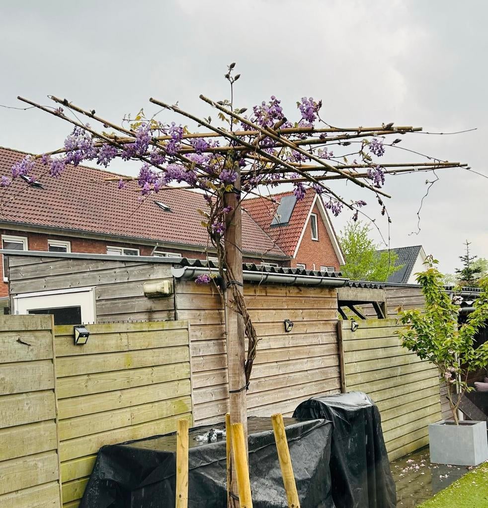 Wisteria blauwe regen dakboom -230 hoog, dak diameter 200 cm, Tuin en Terras, Planten | Tuinplanten, Ophalen, Volle zon, Vaste plant