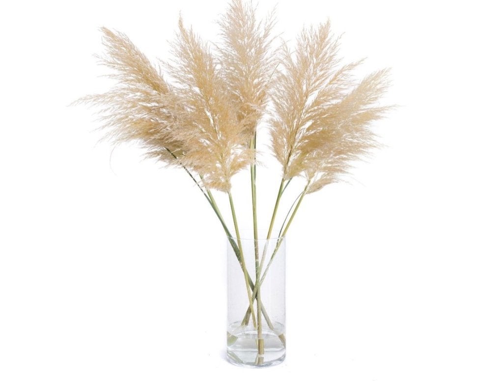 Pampas pluimen - 3 of 5 stuks - Decoratieve droogbloemen, Ophalen, Nieuw
