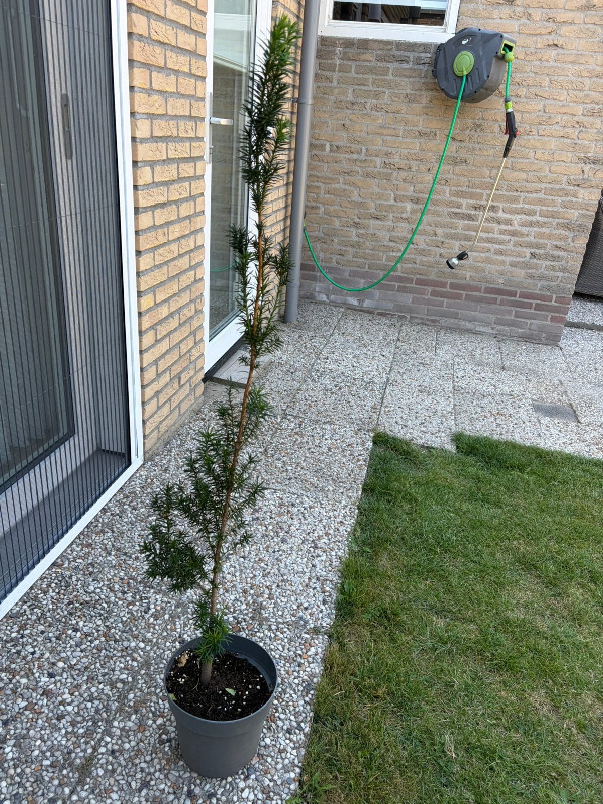 Boompjes / Haag, Ophalen, Bloeit niet, Halfschaduw, Overige soorten