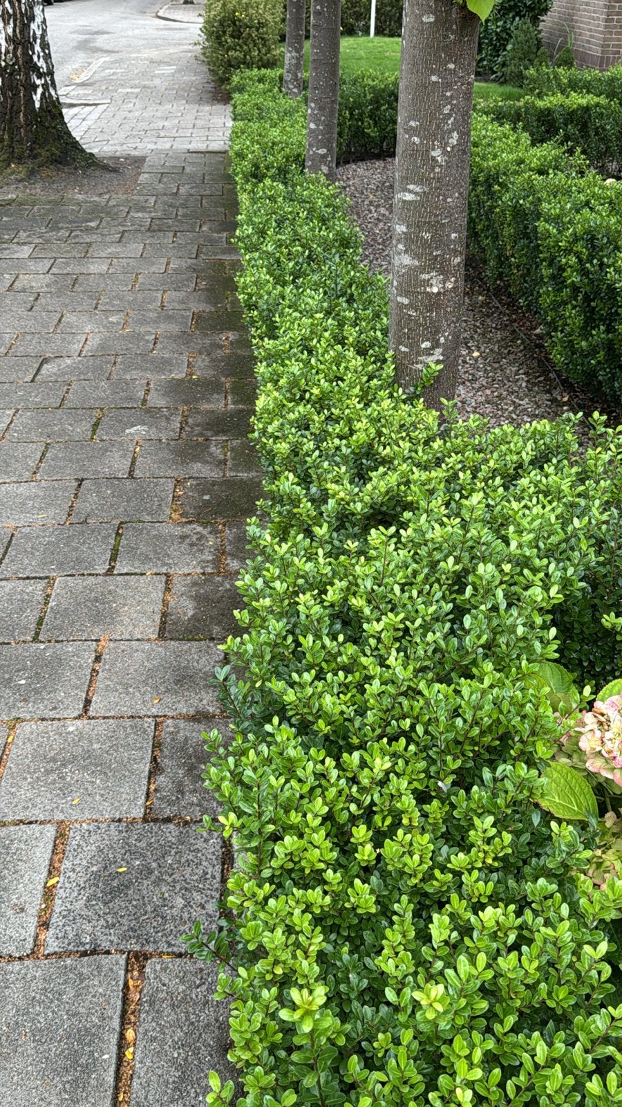Buxus haagplanten - Groenblijvende struiken, Tuin en Terras, Vaste plant, Bloeit niet, Halfschaduw, Ophalen