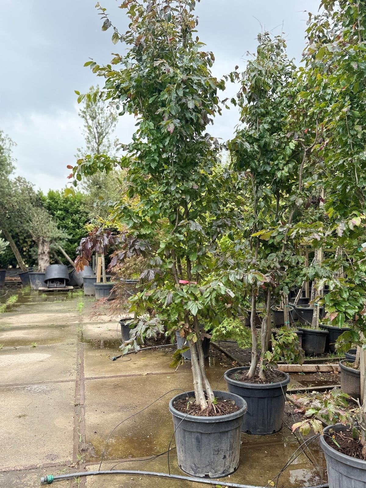 Prachtige Zuilboom in pot - Ideaal voor elke tuin, Tuin en Terras, Planten | Bomen, Ophalen of Verzenden, Lente, 250 tot 400 cm