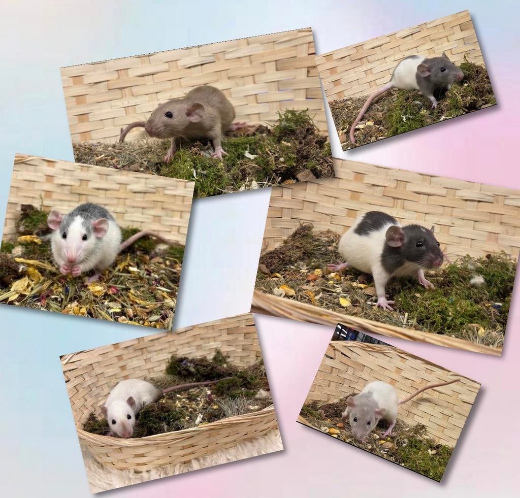 Jonge sociale, tamme ratten ( vrouw, dumbo, van de fokker), Dieren en Toebehoren, Rat, Maart, Vrouwelijk, Tam