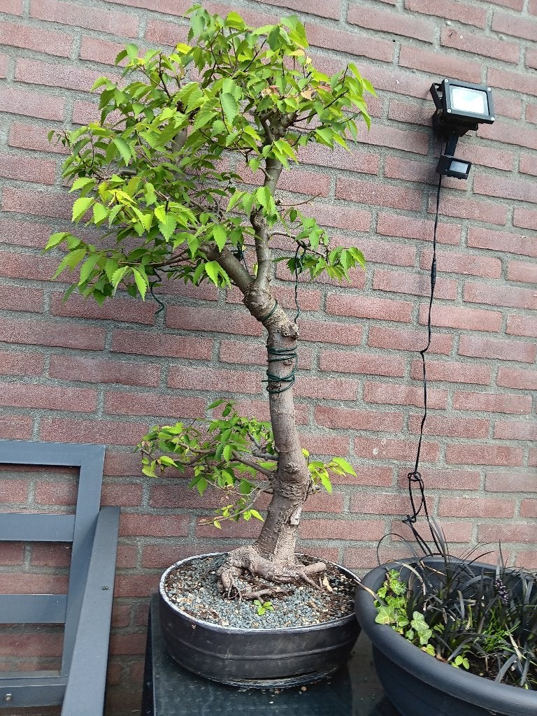 bonsai, Ophalen, Bloeit niet, Halfschaduw, Overige soorten