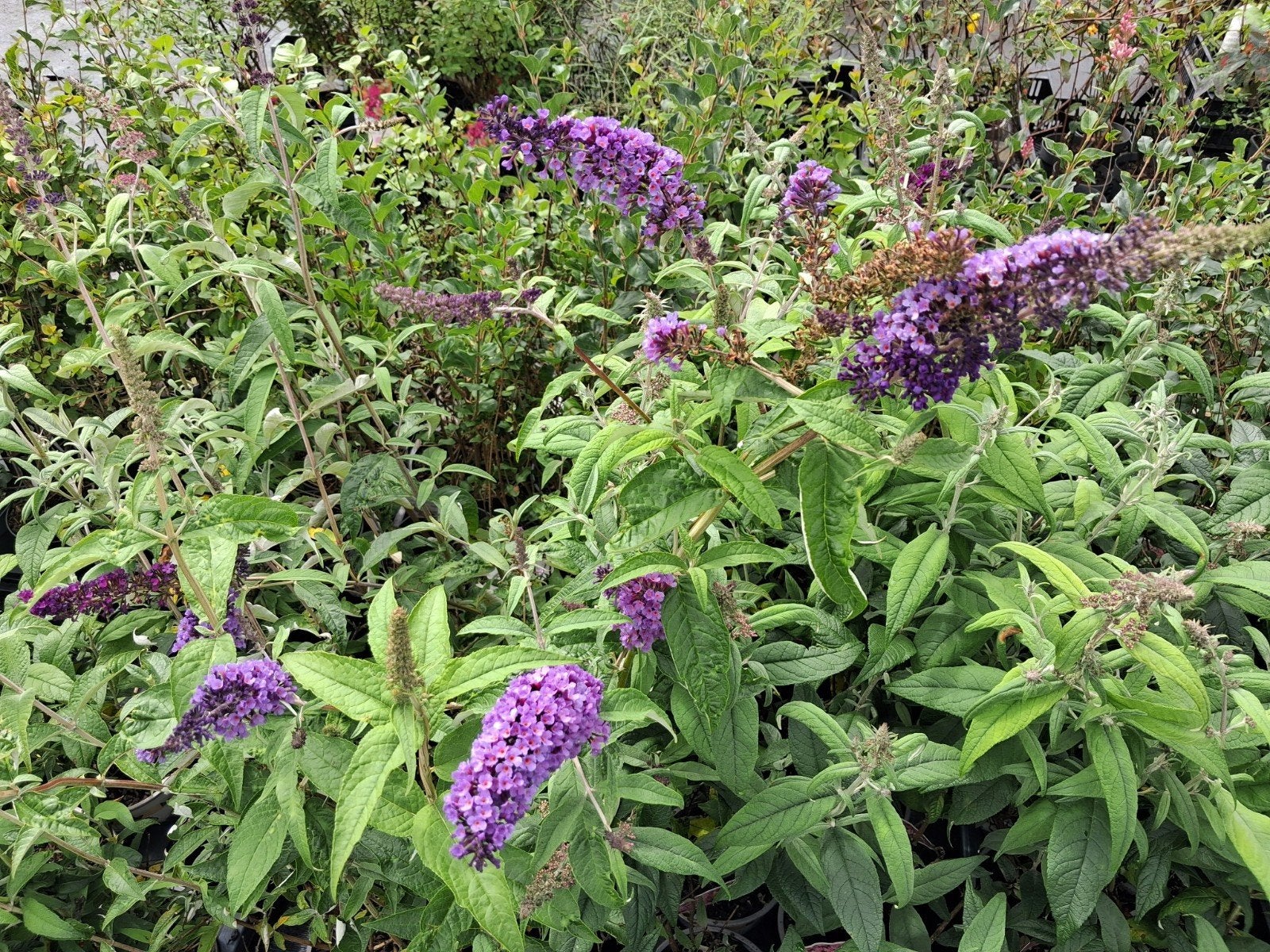 Vlinderstruik (Buddleja davidii) - Diverse kleuren, Overige soorten, Volle zon, Vaste plant, Ophalen of Verzenden