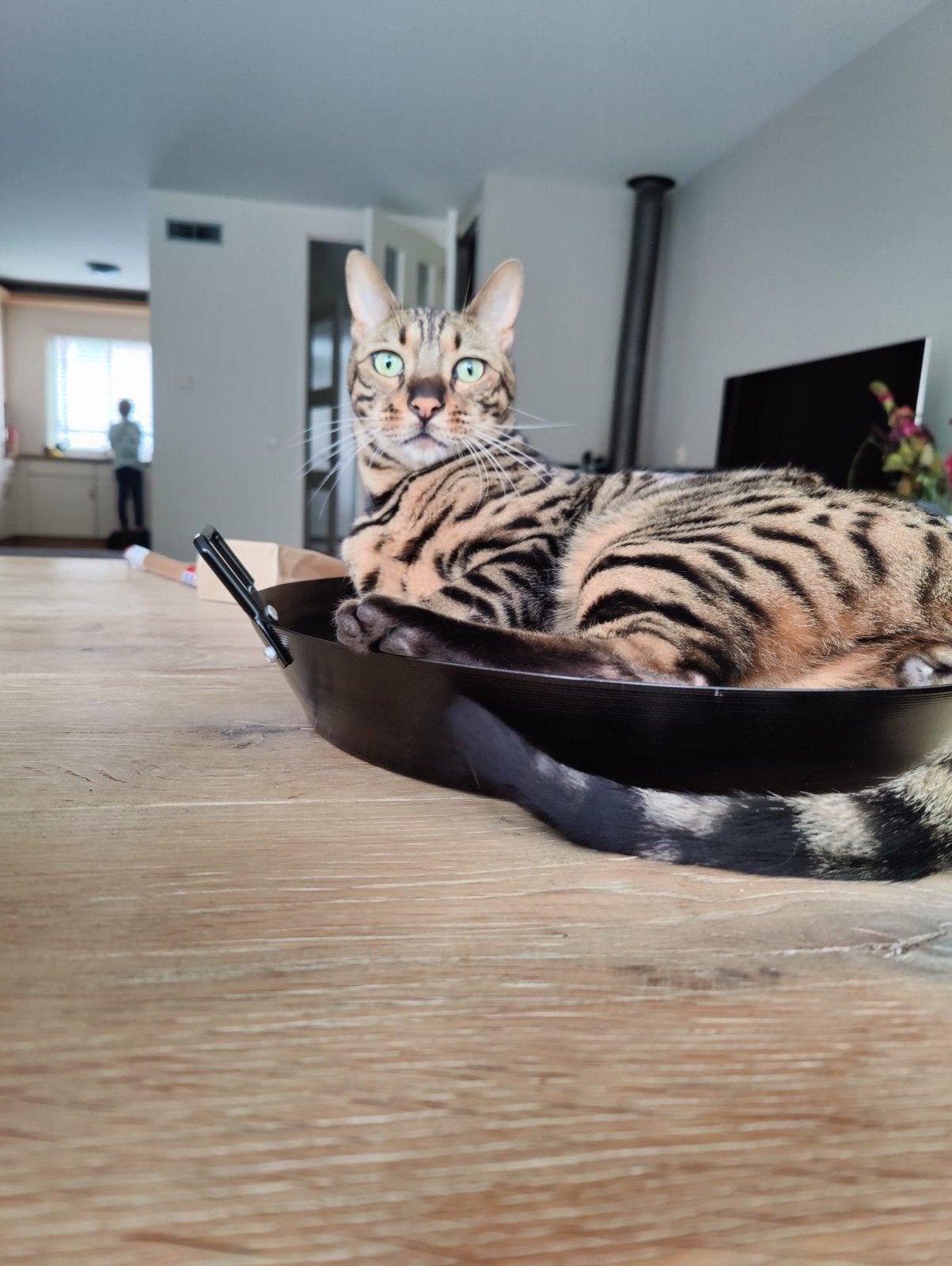 Liefdevol nieuw thuis gezocht voor Bengalen broertjes, Kater