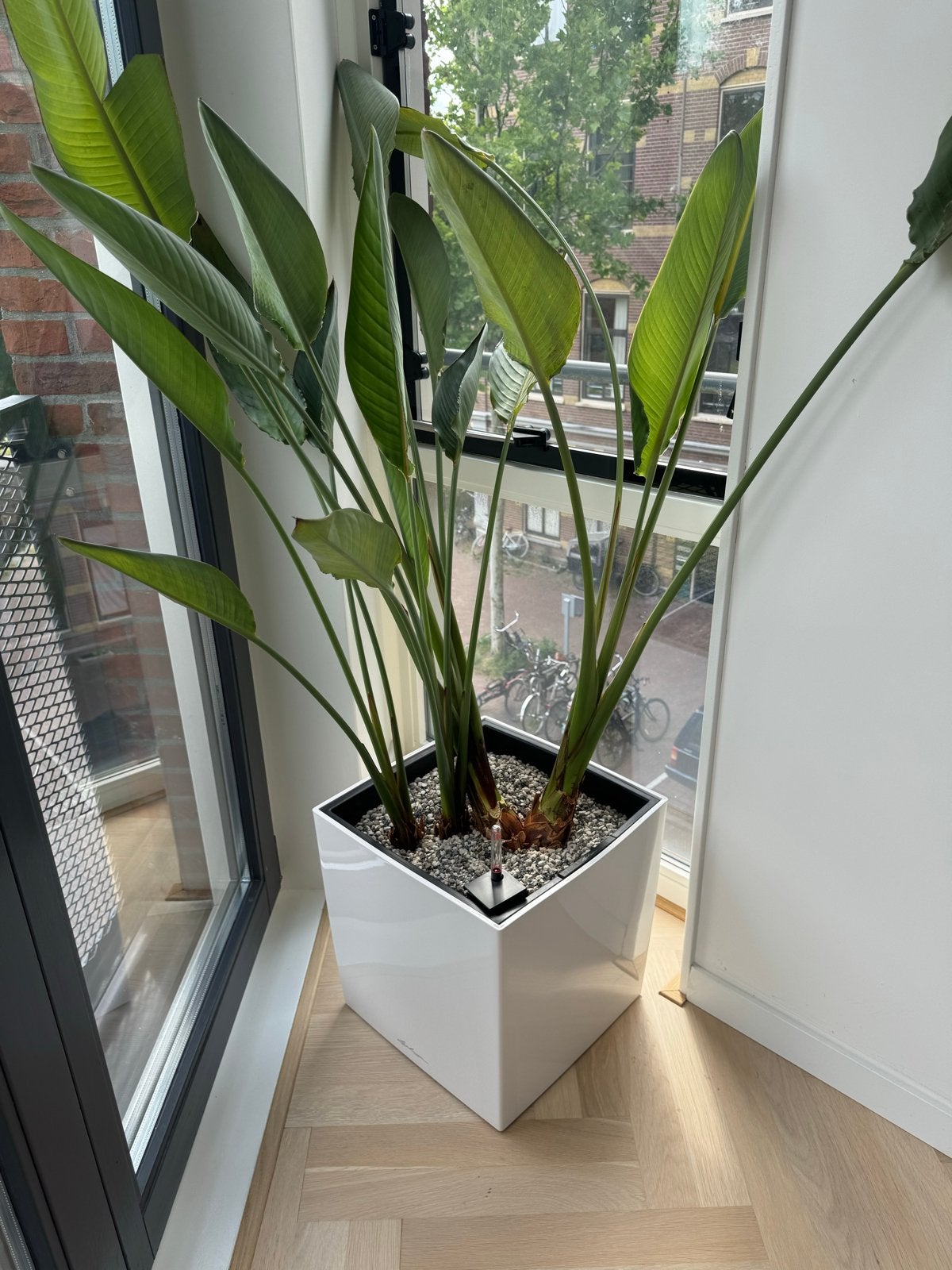 Lechuza CUBE Cottage 40 plantenbak met watermeter en plant, Ophalen, Kunststof, 40 cm of meer, Vierkant