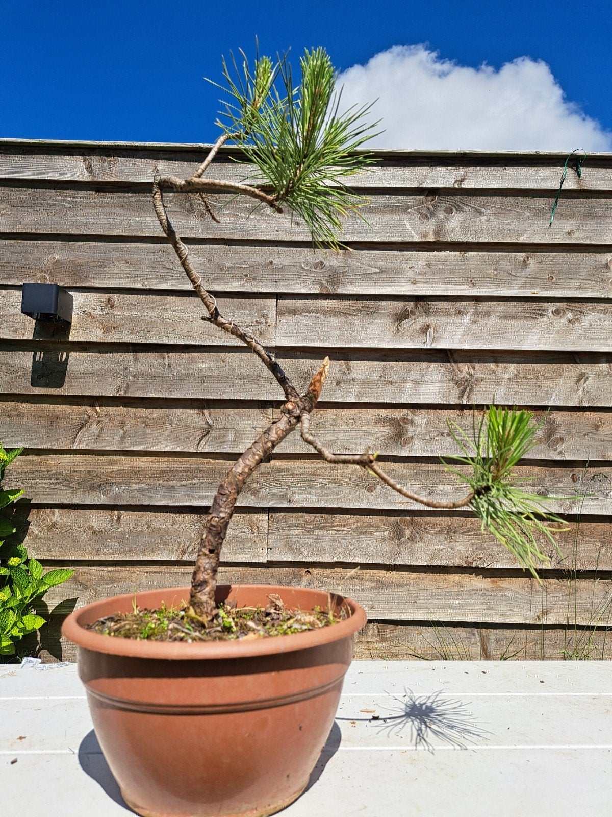 Leuke den als bonsai starter, Ophalen of Verzenden
