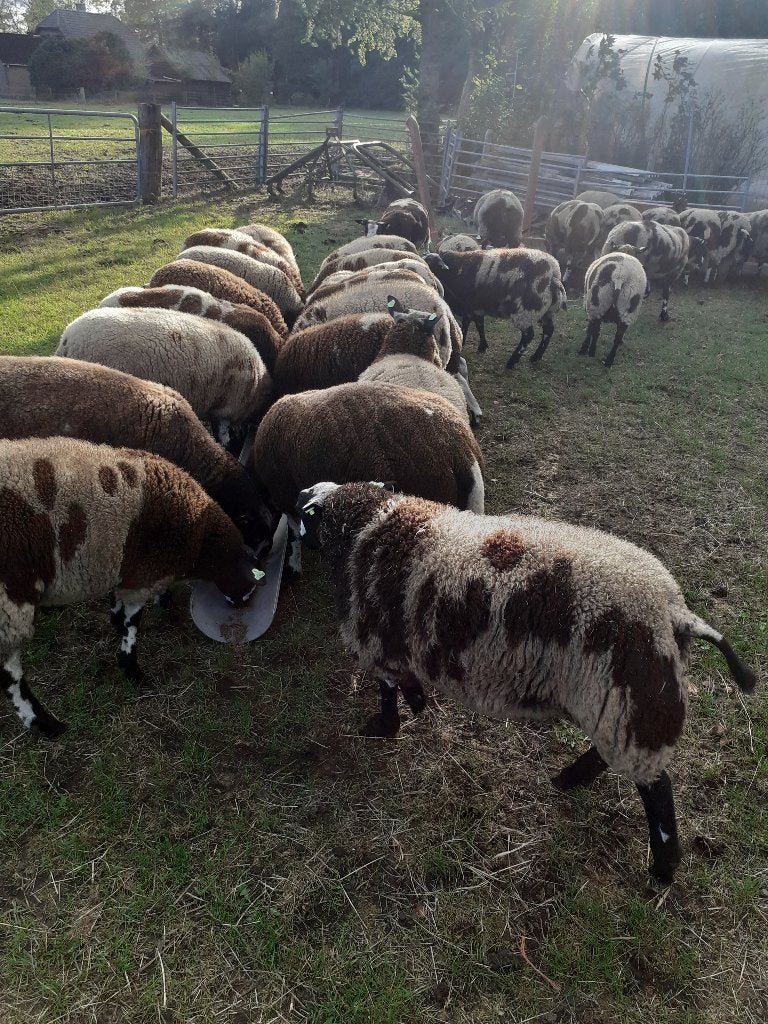 Bonte schapen, Dieren en Toebehoren, Schapen, Geiten en Varkens, Vrouwelijk, Schaap, 0 tot 2 jaar