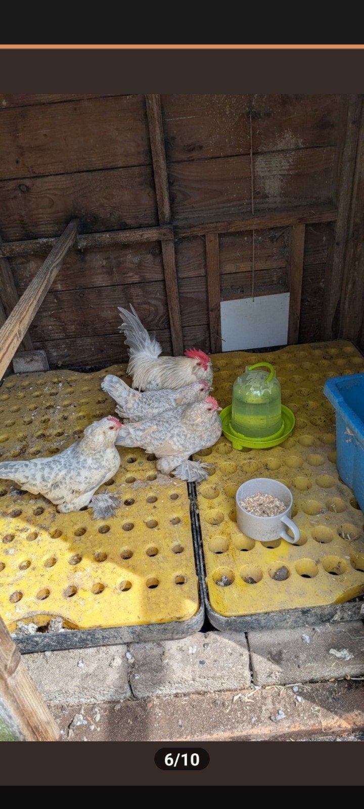 Uukelse baardkriel toom, Meerdere dieren, Kip