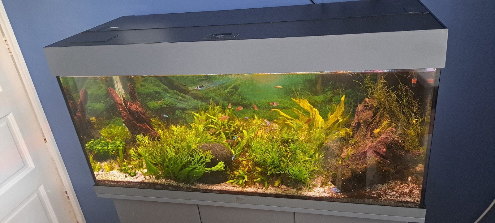 Juwel aquarium 1 meter, Dieren en Toebehoren, Vissen | Aquaria en Toebehoren, Ophalen, Gevuld zoetwateraquarium