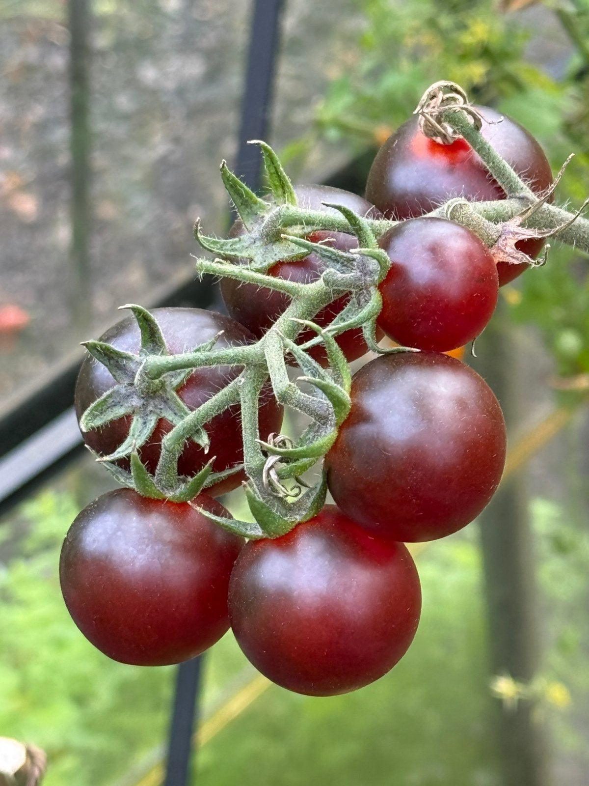 Cherry tomaatje ‘ Dancing with Smurfs’, Ophalen of Verzenden, Volle zon