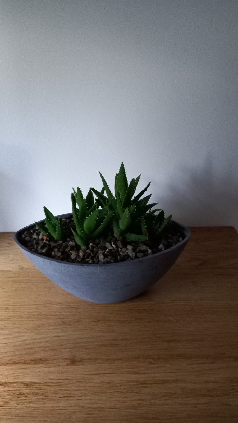 Aloë Vera met pot, Ophalen