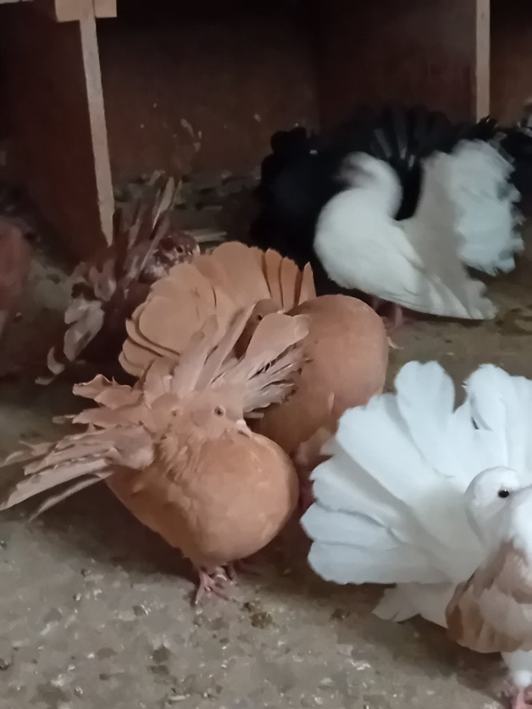 Amerikaanse pauwstaartjes, Meerdere dieren, Overige soorten