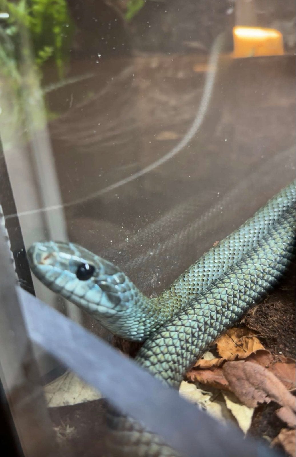 Elaphe Climacophora Kunashir babies Rat Snake photo 4