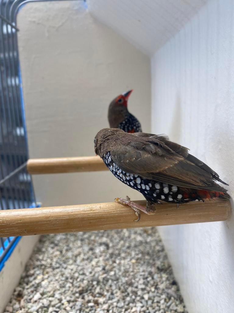 Koppels Geschilderde Astrildes (Emblema Picta), Dieren en Toebehoren, Meerdere dieren, Kleurkanarie