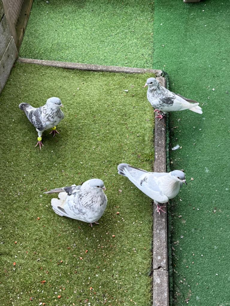 Duiven, Dieren en Toebehoren, Vogels | Duiven, Meerdere dieren, Overige soorten