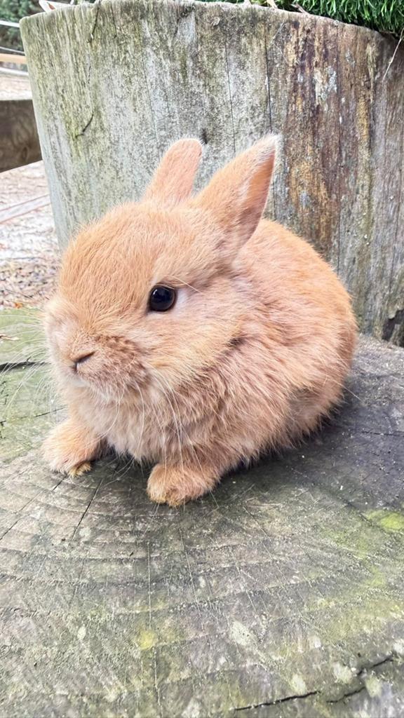 kleurdwerg konijntjes te koop!, Dieren en Toebehoren, Konijnen, Meerdere dieren, Dwerg