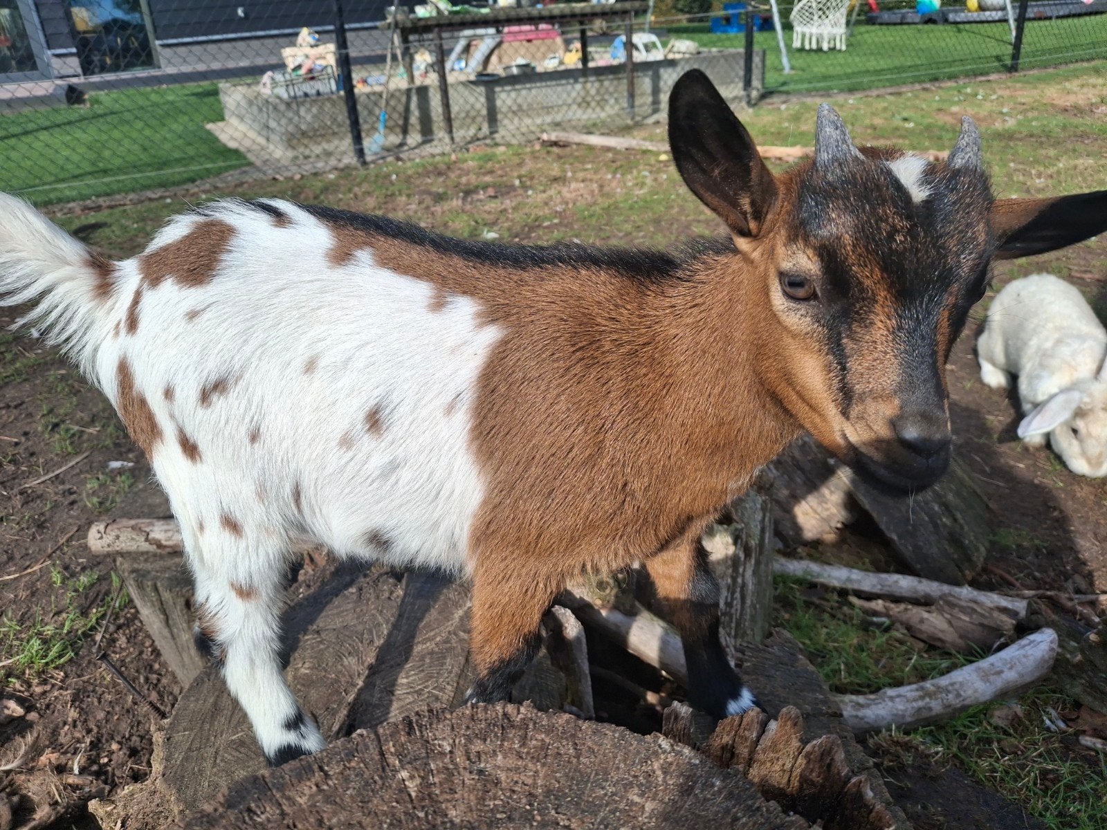 jonge geitjes, Dieren en Toebehoren, Mannelijk, Geit