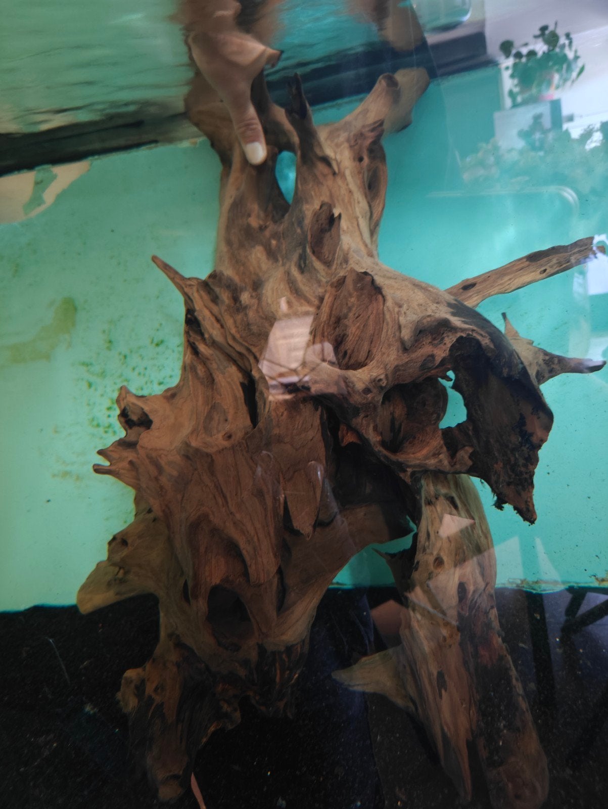groot stuk hout, Dieren en Toebehoren, Ophalen, Plant(en), Steen of Hout