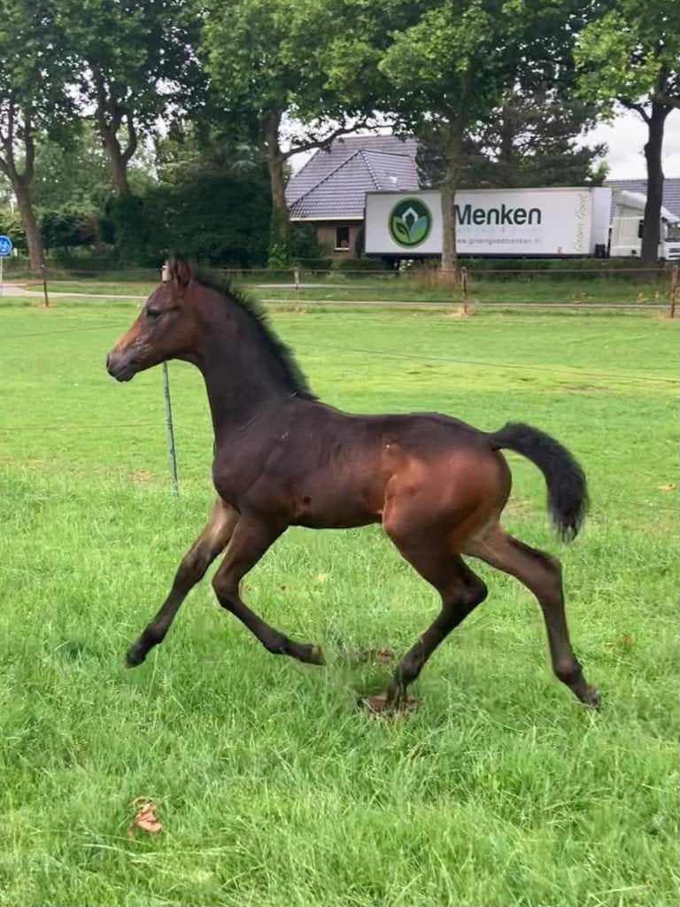 KWPN Fokmerrie, hengstveulen en jaarling hengst, Dressuurpaard, 0 tot 2 jaar, Meerdere dieren, 165 tot 170 cm