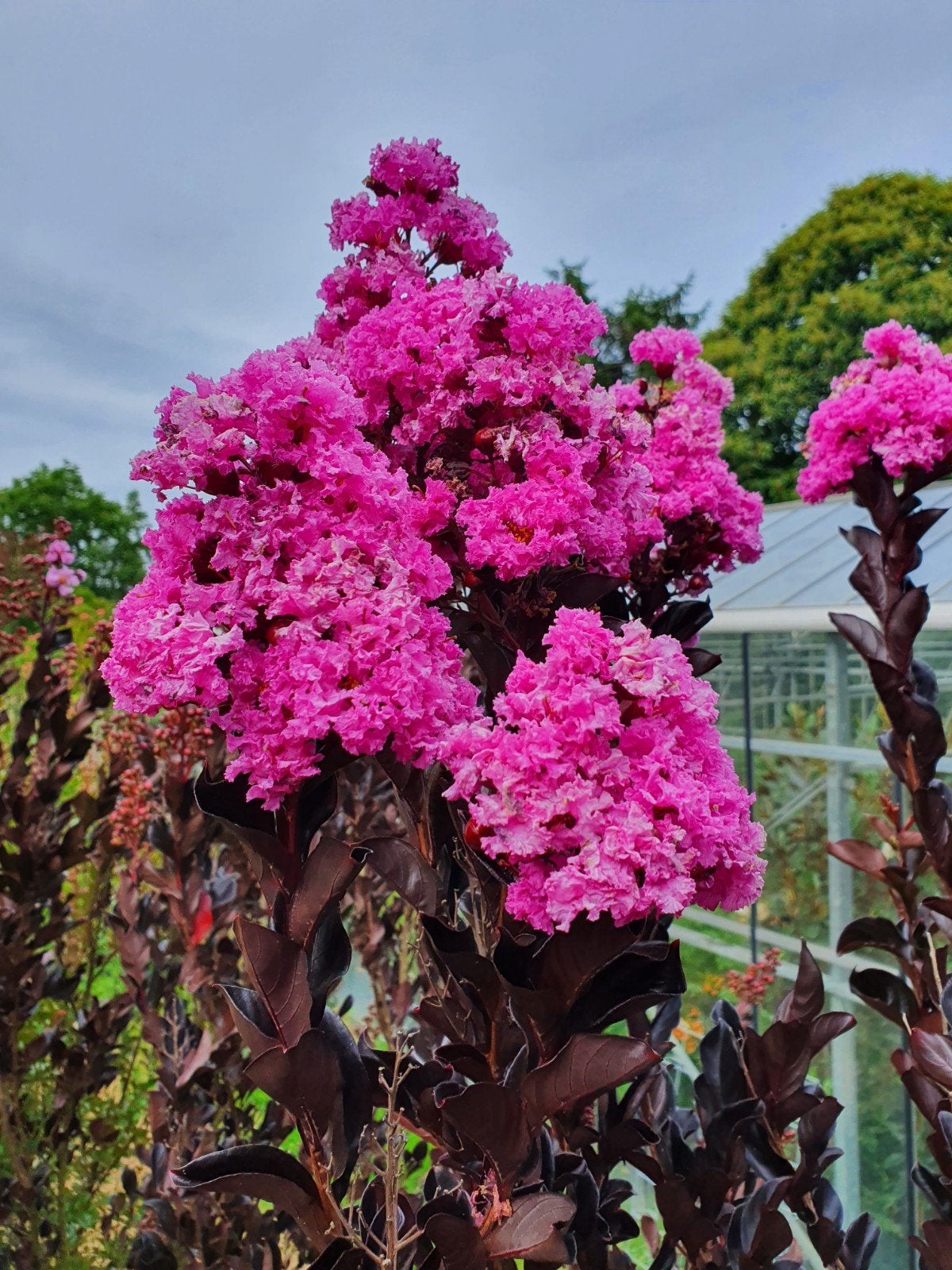 Lagerstroemia indica Lavender lace / nieuw ‼️‼️, Tuin en Terras, Planten | Bomen, 250 tot 400 cm, Zomer, Ophalen, Volle zon