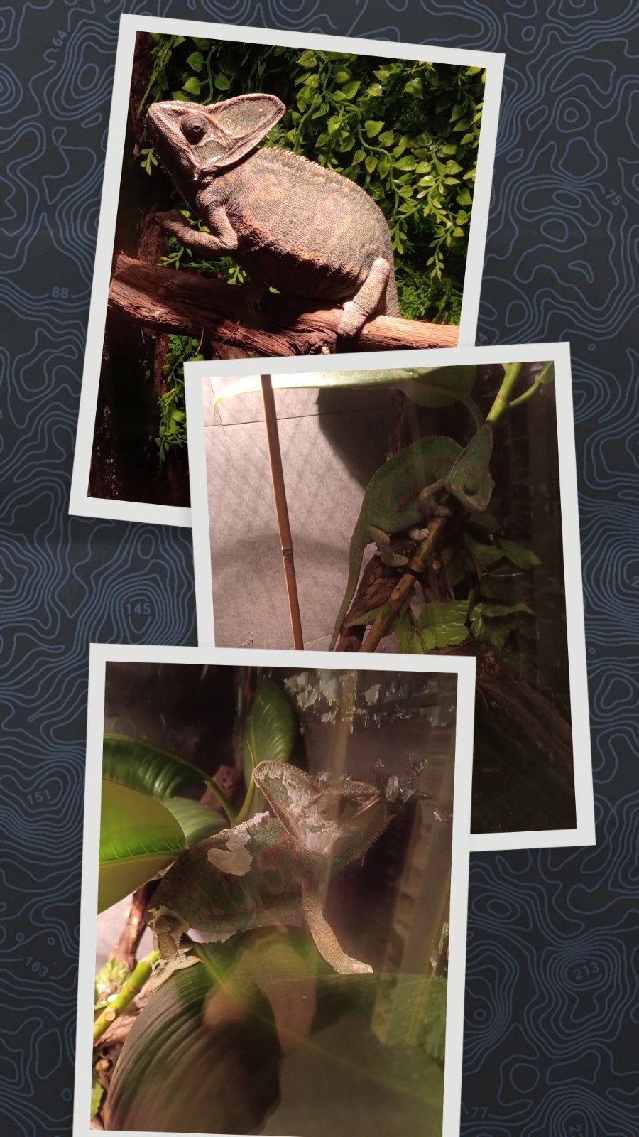 vrouwtje Jemen Kameleon met betonplex terrarium 50x50x90 Chameleon photo 4