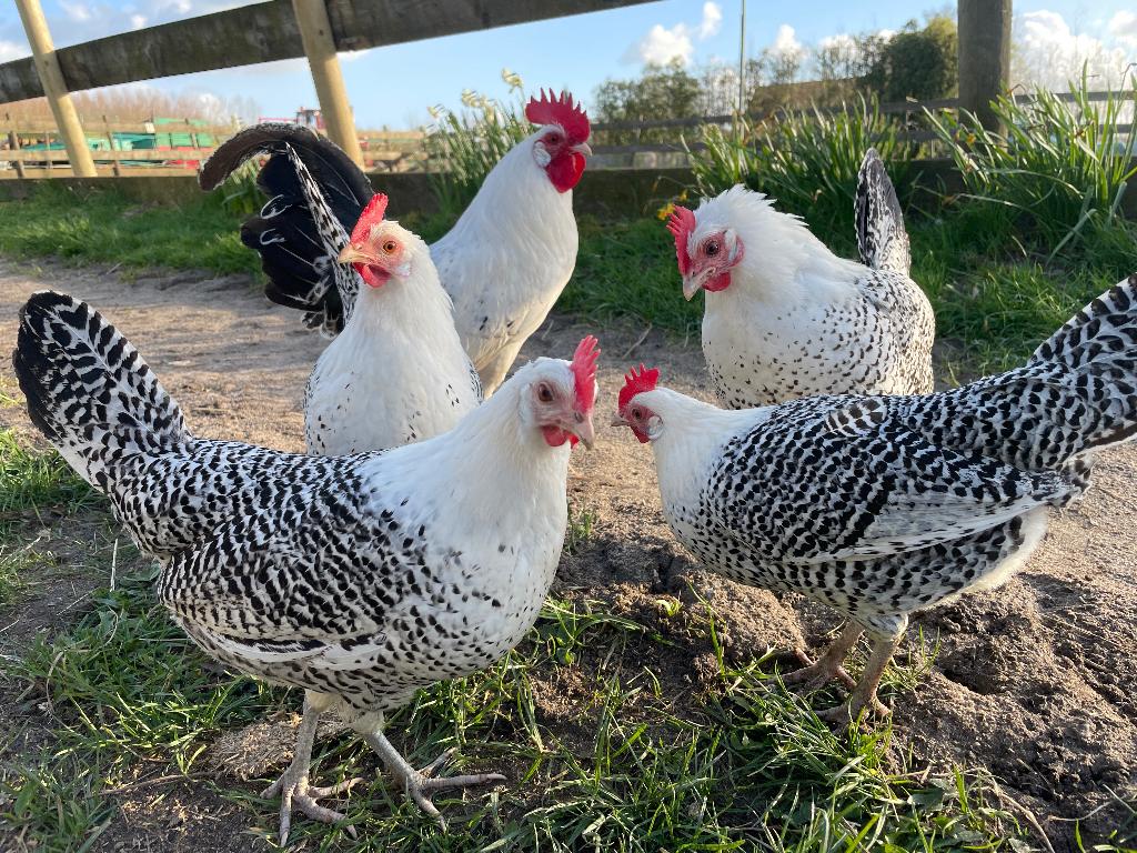 Friese zilverpel hoenders haan, Dieren en Toebehoren, Mannelijk, Kip