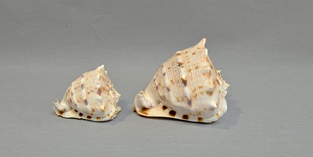 Set van 2 Prachtige Cassis Cornuta (Gehoornde Helmschelpen), Verzamelen, Mineralen en Fossielen, Schelp(en), Verzenden