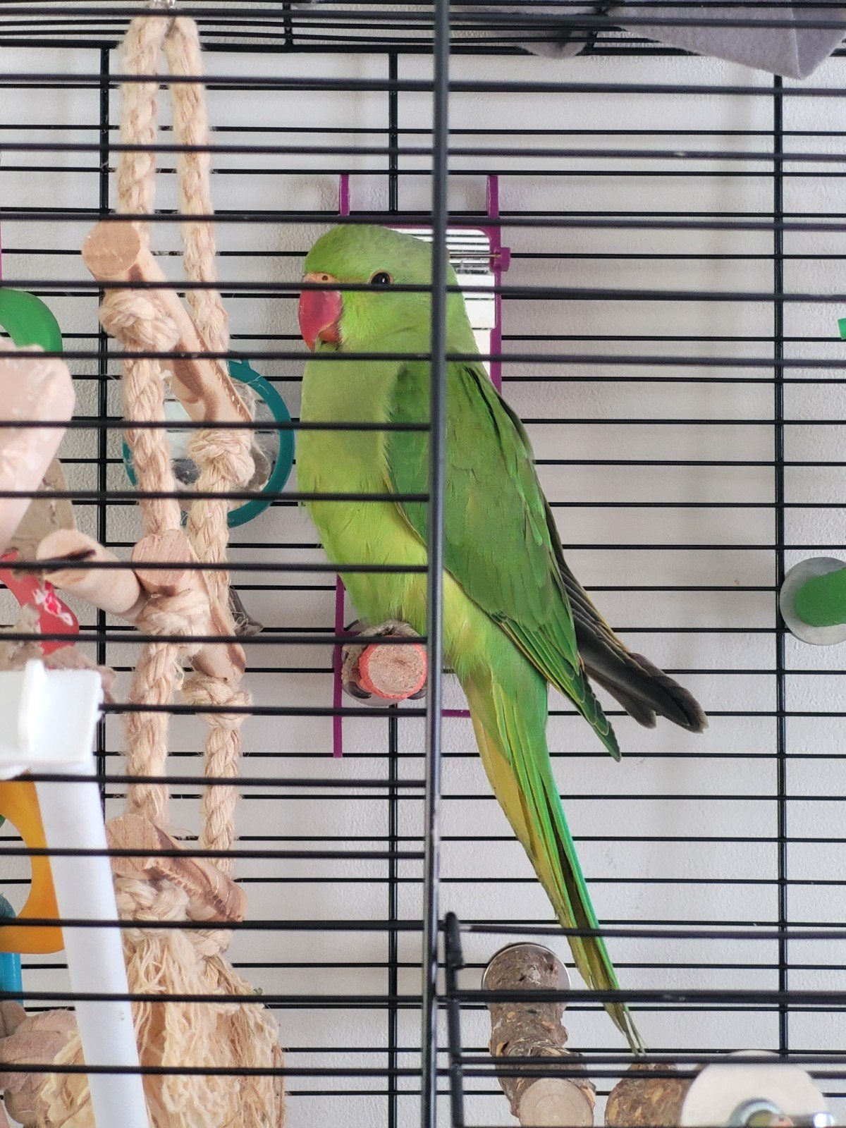 Halsbandparkiet tam, Dieren en Toebehoren, Geslacht onbekend, Parkiet, Tam