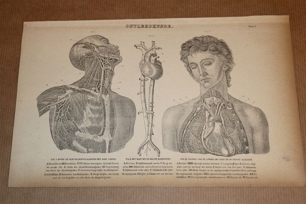Antieke anatomische prent - Hart en longen v/d mens 1875 !!, Ophalen of Verzenden, Voor 1940, Zo goed als nieuw, Overige onderwerpen