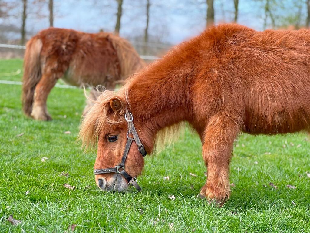 2 lieve mini paardjes, Dieren en Toebehoren, Ruin, Gechipt, 7 tot 10 jaar
