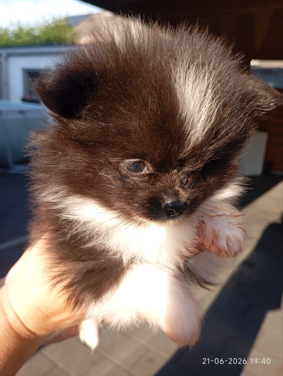 3 x raszuiver Pomeriaantjes reutjes per 1/7 mogen ze weg, Keeshond, Reu, 8 tot 15 weken, Meerdere