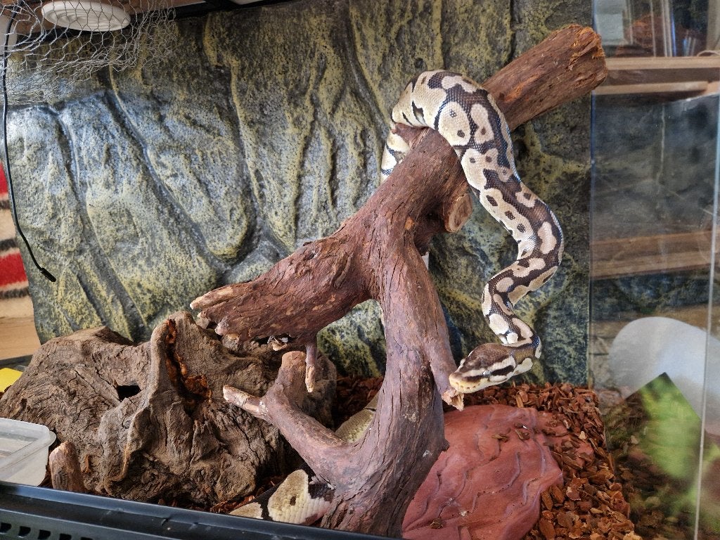 Zeer Tamme Koningspython (115cm, vrouw) + Compleet Terrarium Ball Python - female for sale from Thomas Overbeeke