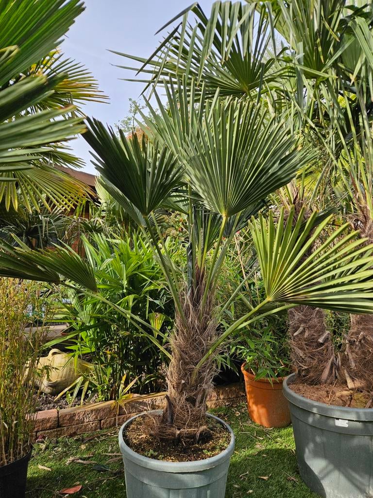 trachycarpus wagnerianus: winterharde palmboom, Tuin en Terras, Planten | Tuinplanten, Ophalen of Verzenden, Overige soorten, Volle zon