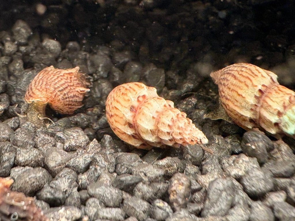 Thiara scabra ‘Ankylosaurus’ Aquariumslak, Slak of Weekdier, Zoetwatervis