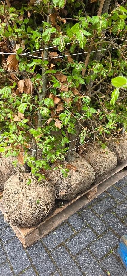 Beukenhaag groen Fagus Sylvatica 200cm hoog!, Ophalen, Bloeit niet, Overige soorten, Halfschaduw