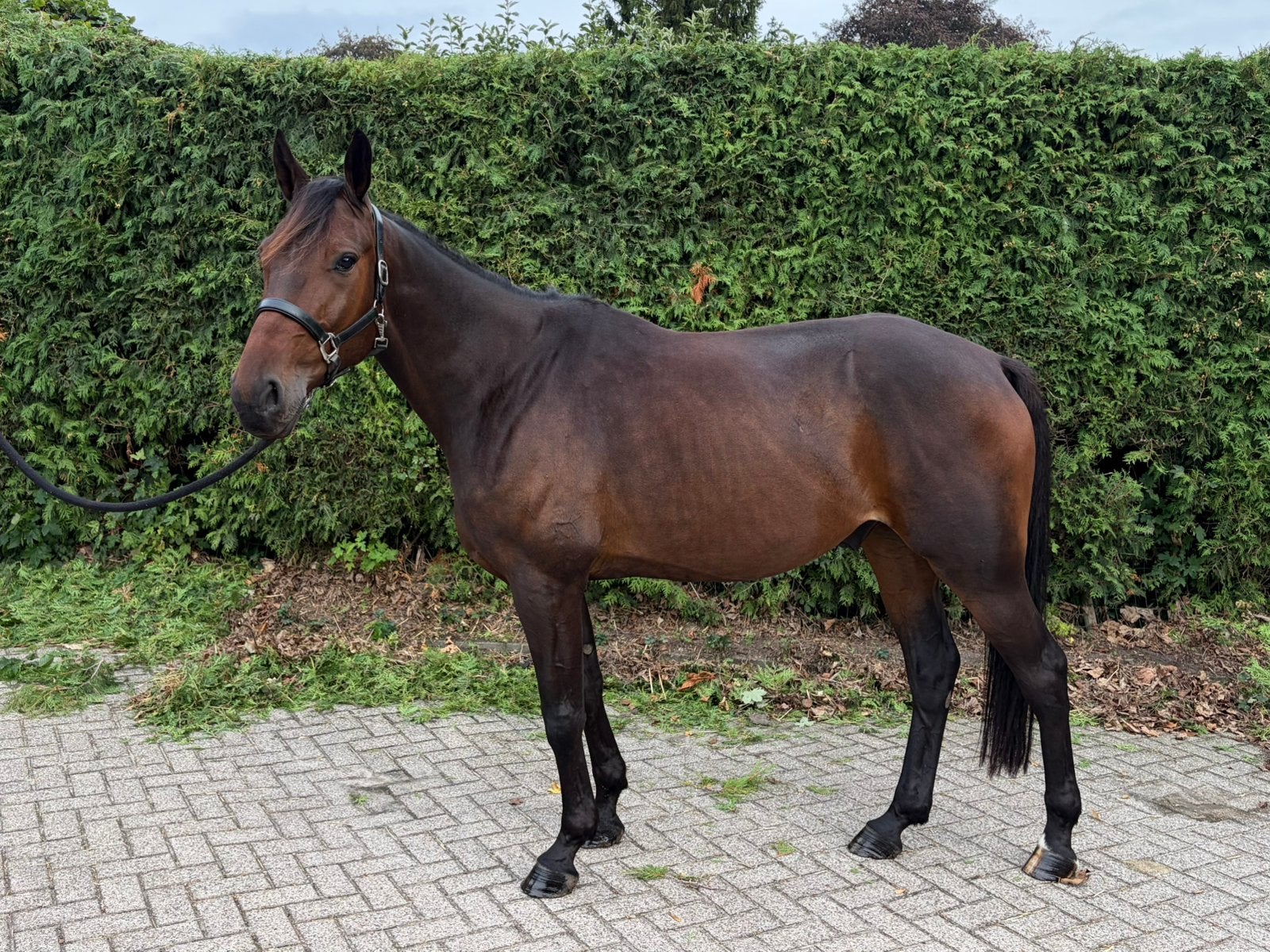 Knappe 4-jarige draver ruin, Ruin, Zadelmak, 3 tot 6 jaar, 160 tot 165 cm