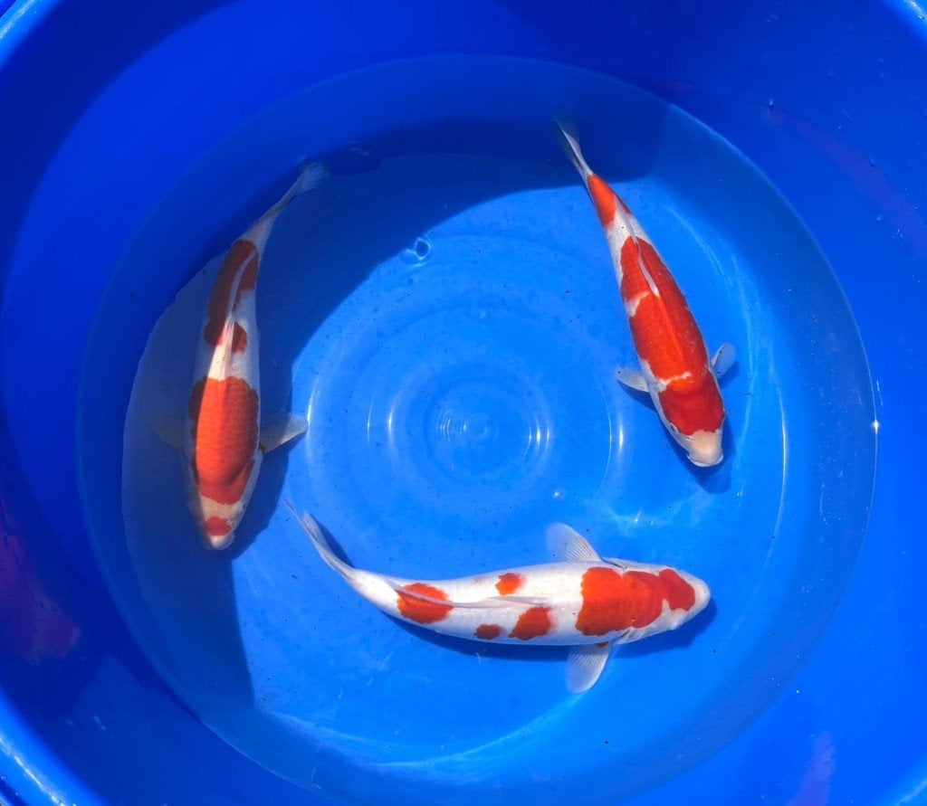 Ogata HQ tosai| Kohaku vissen, Dieren en Toebehoren, Karper of Koi